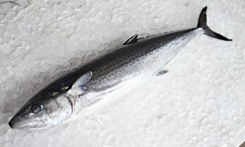 九州の天然寒鰆 サワラ 4kg前後 魚のプロ おぎはら鮮魚店 通販ー博多で130年