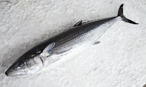 九州の天然寒鰆（サワラ）／2kg前後｜魚のプロ「おぎはら鮮魚店
