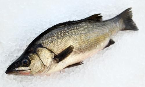 九州の天然ヒラスズキ 平鱸 2kg前後 魚のプロ おぎはら鮮魚店 通販ー博多で130年