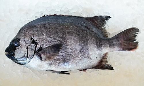九州の天然イシダイ 1 5kg前後 魚のプロ おぎはら鮮魚店 通販ー博多で130年 九州の天然イシダイ 1 5kg前後 魚のプロ おぎはら鮮魚店 通販ー博多で130年
