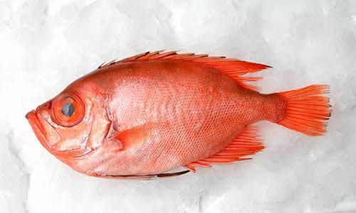 九州の天然チカメキントキ 1 5kg前後 魚のプロ おぎはら鮮魚店 通販ー博多で130年