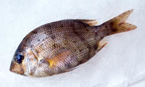 九州の天然タマメ メイチダイ 700g前後 魚のプロ おぎはら鮮魚店 通販ー博多で130年 九州の天然タマメ メイチダイ 700g前後 魚のプロ おぎはら鮮魚店 通販ー博多で130年