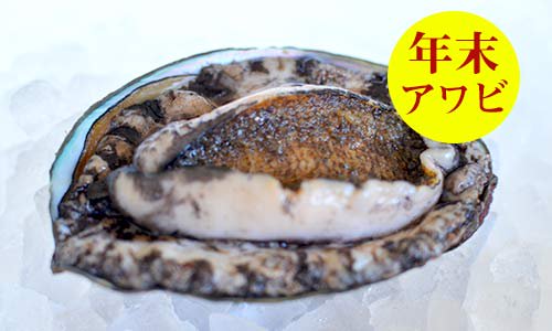 九州の天然黒アワビを通販でお取り寄せ 魚のプロ おぎはら鮮魚店 通販ー福岡 博多で130年
