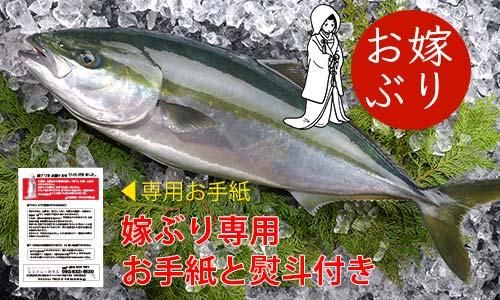 嫁ぶり天然もの 6kg前後 熨斗 手紙付 魚のプロ おぎはら鮮魚店 通販ー博多で130年