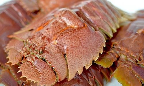 平戸の天然ウチワエビを通販で 魚のプロ おぎはら鮮魚店 通販ー博多で130年