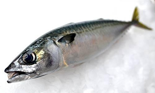 対馬産 真鯖 サバ 450 550g 魚のプロ おぎはら鮮魚店 通販ー博多で130年 対馬産 真鯖 サバ 450 550g 魚のプロ おぎはら鮮魚店 通販ー博多で130年