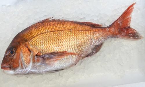 九州の天然真鯛 1 5kg前後 魚のプロ おぎはら鮮魚店 通販ー博多で130年 九州の天然真鯛 1 5kg前後 魚のプロ おぎはら鮮魚店 通販ー博多で130年