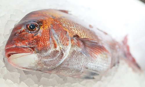 九州の天然真鯛を通販で！ | 魚のプロ「おぎはら鮮魚店」通販ー博多で130年