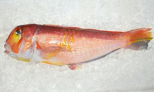 九州の天然甘鯛(1kg前後）｜ 魚のプロ「おぎはら鮮魚店」通販ー