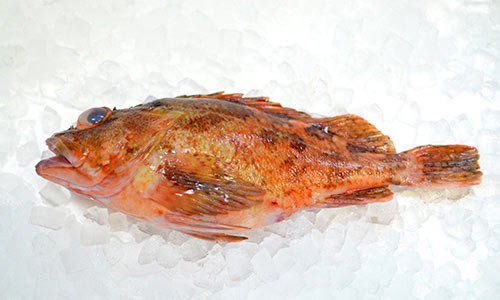 九州の天然カサゴが凄い。｜ 魚のプロ「おぎはら鮮魚店」通販ー博多で130年