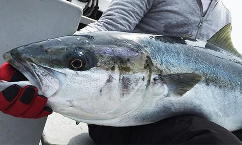 九州の天然ヒラマサ ヒラス が凄い 魚のプロ 博多で130年 おぎはら鮮魚店