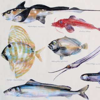 深海魚図譜