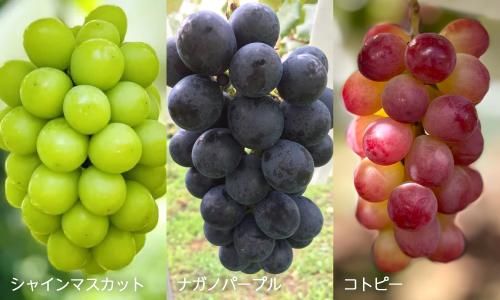 㥤ޥåȡʥΥѡץȥԡ