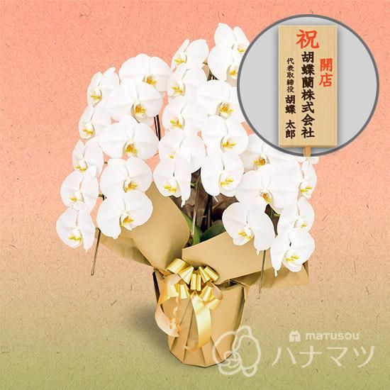 胡蝶蘭 白 大輪 3本立ち 27輪以上 つぼみ込み 紙札セット 松装の法人用ギフト胡蝶蘭 ハナマツ