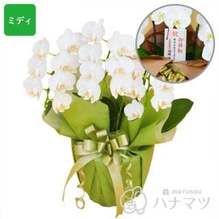 ミディ胡蝶蘭12個セット ミディ胡蝶蘭（4寸2本立ち 白陶器鉢）ギフト | うきっ子ネット