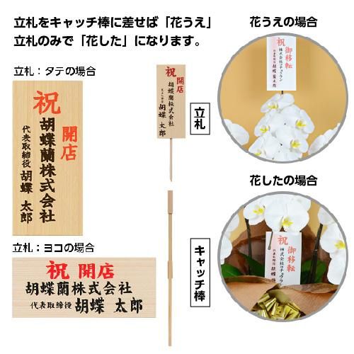 胡蝶蘭 白赤 大輪 3本立ち 36輪以上+木札(上下兼用)セット - 松 胡蝶蘭 白赤 大輪 3本立ち 36輪以上+木札(上下兼用)セット - 松