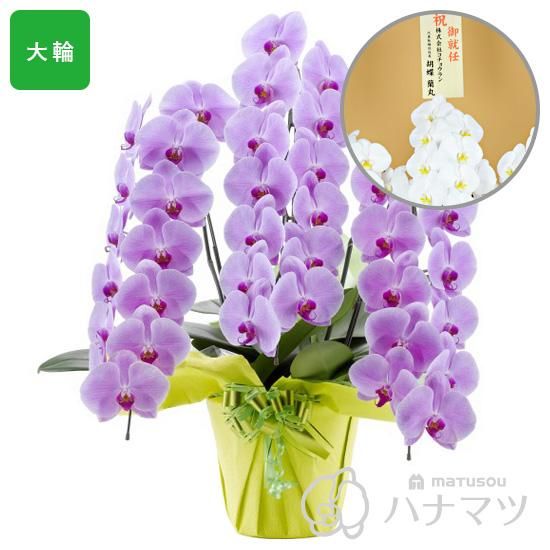 胡蝶蘭 ピンク 大輪 3本立ち 39輪以上 木札 花うえ セット 松装の法人用ギフト胡蝶蘭 ハナマツ 胡蝶蘭 ピンク 大輪 3本立ち 39輪以上 木札 花うえ セット 松装の法人用ギフト胡蝶蘭 ハナマツ