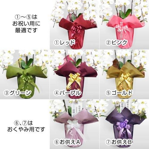 胡蝶蘭 白赤 大輪 5本立ち 50輪以上＋木札(花うえ)セット - 松装の法人 