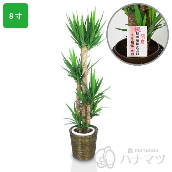 観葉植物 ユッカ 8号鉢＋紙札(花した)セット - 松装の胡蝶蘭通販【ハナマツ】