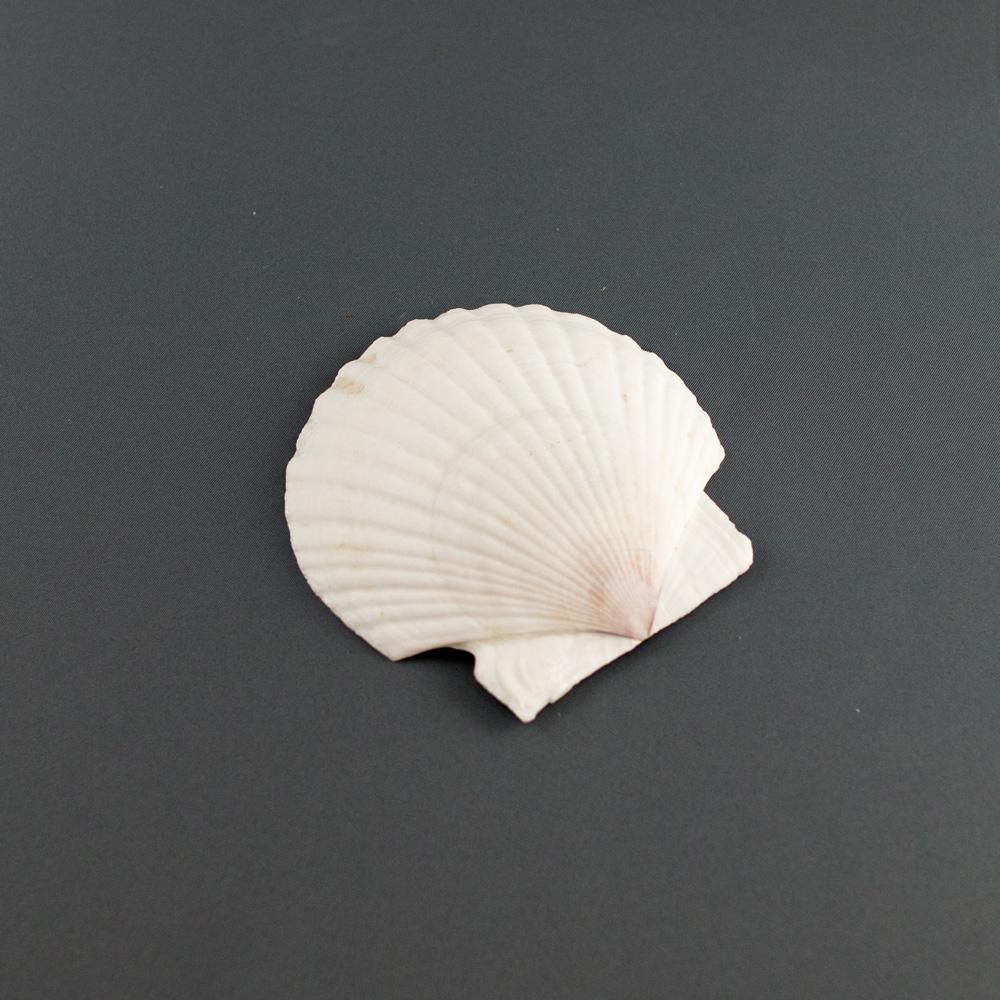 ほたて貝殻皿(最大径約11cm・100枚) - ふるさと物産 ほたて貝殻皿(最大径約11cm・100枚) - ふるさと物産