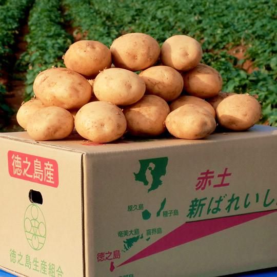 赤土じゃがいも10kg×1箱 - まっかむん｜奄美・徳之島の特産品