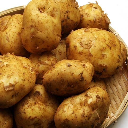 R7年産先行受付 じゃがいも 20kg 特別栽培(男爵) | 北海道津別町