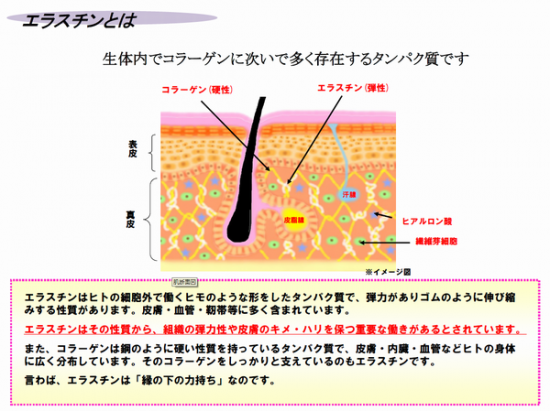 特許抽出成分 世界最高スペック・エラスチン「extra elastin