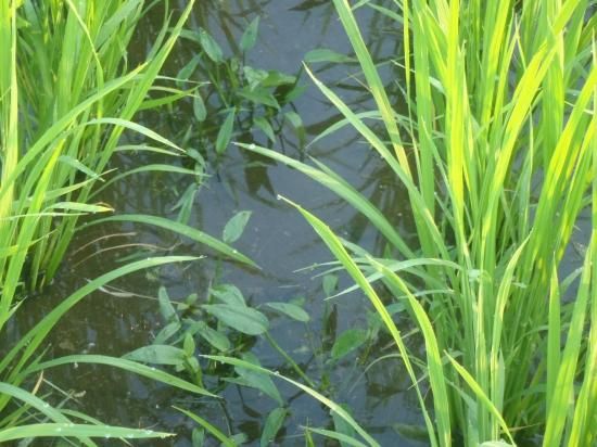 岐阜美濃米 10キロ袋 - 岐阜美濃寺町畑|無農薬・無化学肥料の 岐阜美濃米 10キロ袋 - 岐阜美濃寺町畑|無農薬・無化学肥料の
