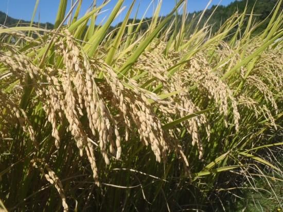 岐阜美濃米 10キロ袋 - 岐阜美濃寺町畑|無農薬・無化学肥料の 岐阜美濃米 10キロ袋 - 岐阜美濃寺町畑|無農薬・無化学肥料の