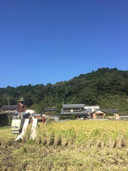 岐阜美濃米 10キロ袋 - 岐阜美濃寺町畑|無農薬・無化学肥料の 岐阜美濃米 10キロ袋 - 岐阜美濃寺町畑|無農薬・無化学肥料の