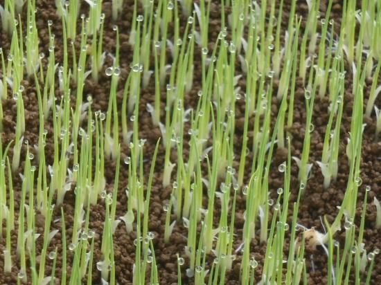 岐阜美濃米 10キロ袋 - 岐阜美濃寺町畑|無農薬・無化学肥料の 岐阜美濃米 10キロ袋 - 岐阜美濃寺町畑|無農薬・無化学肥料の