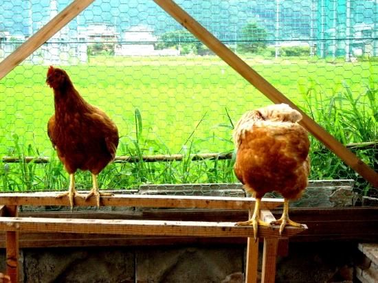 たまご米 24kg 自然農法 岐阜県産 楽天市場】【ふるさと納税】卵 わずか4%の希少な純国産鶏 いけだ