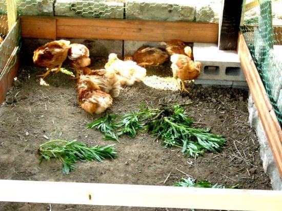 大地飼い自然卵 75個入り箱 - 岐阜美濃寺町畑｜無農薬・無化学