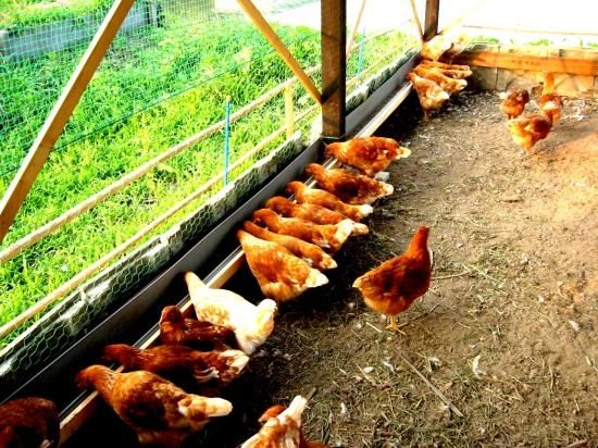 大地飼い自然卵 75個入り箱 - 岐阜美濃寺町畑｜無農薬・無化学