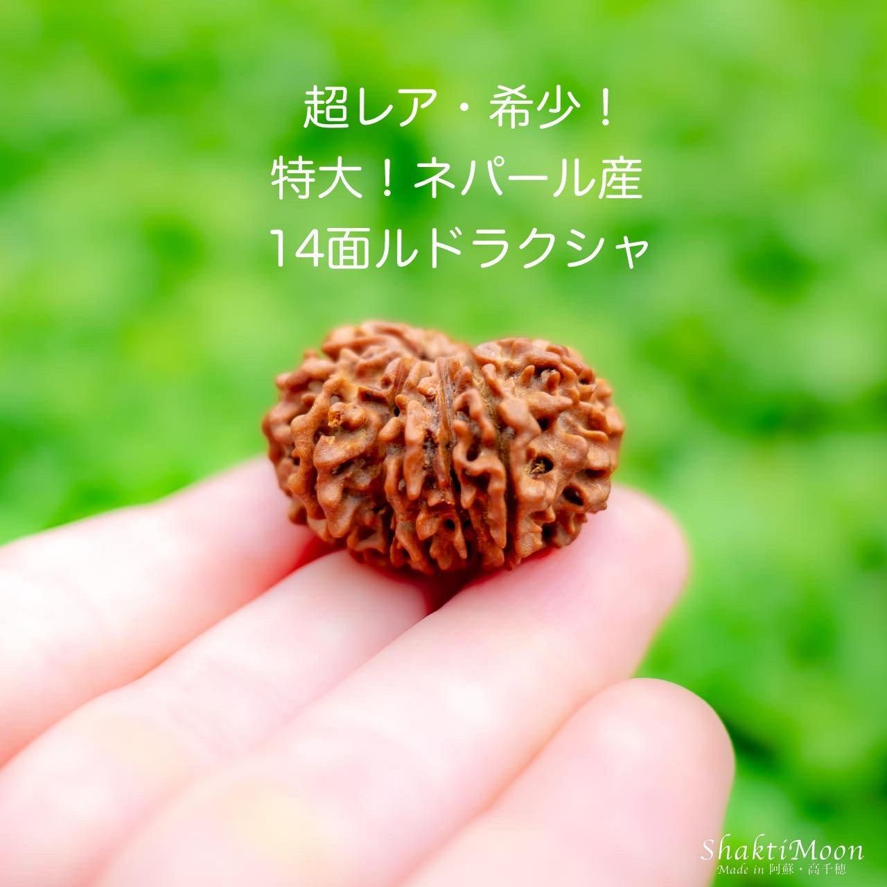 20面　ルドラクシャ　ネパール産 20面 ルドラクシャ ネパール産