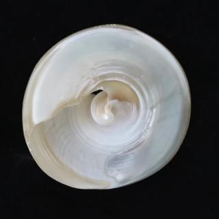 <img class='new_mark_img1' src='https://img.shop-pro.jp/img/new/icons14.gif' style='border:none;display:inline;margin:0px;padding:0px;width:auto;' />White shell  / ۥ磻ȥ 