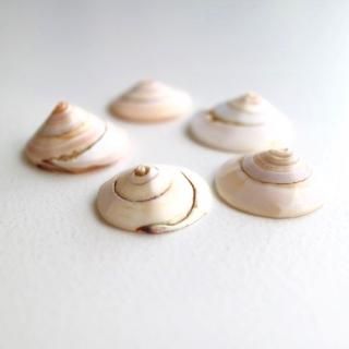 <img class='new_mark_img1' src='https://img.shop-pro.jp/img/new/icons14.gif' style='border:none;display:inline;margin:0px;padding:0px;width:auto;' />Pointed shells 5pcs/ ݥƥå 5ġ