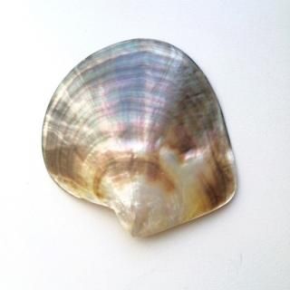 Black MOP / ֥åѡ륷12cm