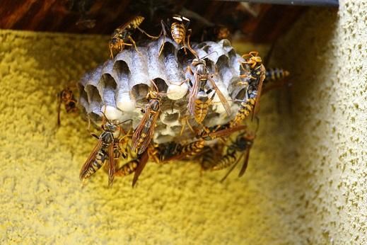 ハチ駆除用耐突刺安全防護手袋 GABA'SP-Bシリーズ （スマホ対応