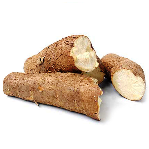 Cassava/Mandioca 【Fresh】採れたてキャッサバ 受注後発送 - 野菜