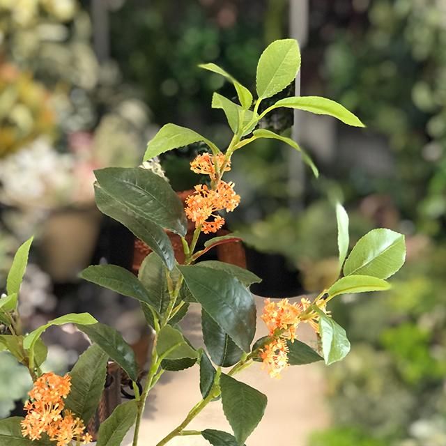 金木犀-キンモクセイ(アーティフィシャルフラワー/造花)