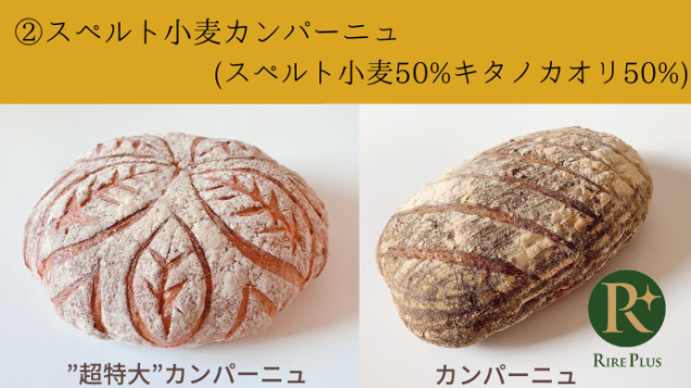スペルト小麦カンパーニュ【スペルト小麦50％ キタノカオリ50％】