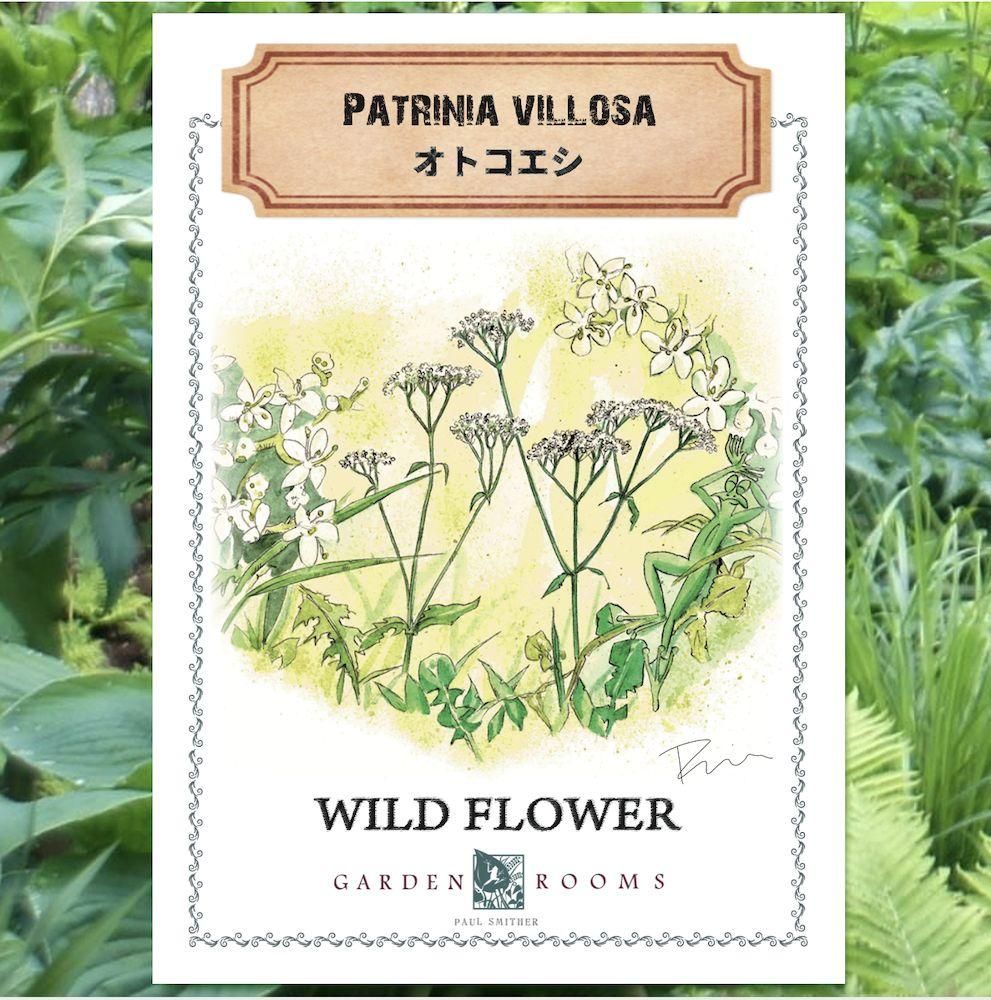 種 オトコエシ Garden Rooms ポール スミザー 自然の韻 うた が聞こえる庭づくり 種 オトコエシ Garden Rooms ポール スミザー 自然の韻 うた が聞こえる庭づくり