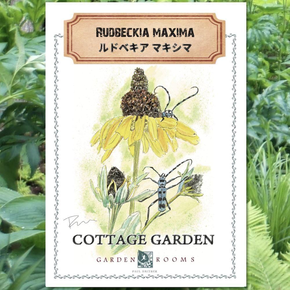 種 ルドベキア マキシマ Garden Rooms ポール スミザー 自然の韻 うた が聞こえる庭づくり 種 ルドベキア マキシマ Garden Rooms ポール スミザー 自然の韻 うた が聞こえる庭づくり