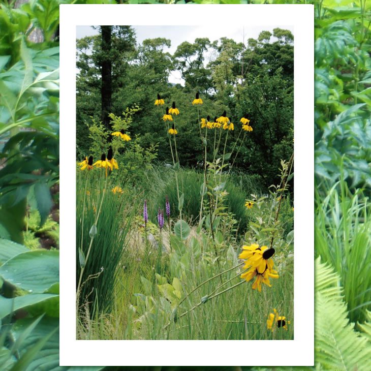 種 ルドベキア マキシマ Garden Rooms ポール スミザー 自然の韻 うた が聞こえる庭づくり