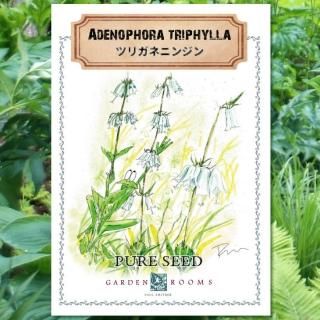 種 ツリガネニンジン Garden Rooms ポール スミザー 自然の韻 うた が聞こえる庭づくり 種 ツリガネニンジン Garden Rooms ポール スミザー 自然の韻 うた が聞こえる庭づくり