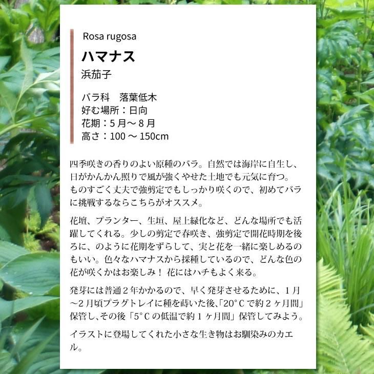 種 ハマナス Garden Rooms ポール スミザー 自然の韻 うた が聞こえる庭づくり
