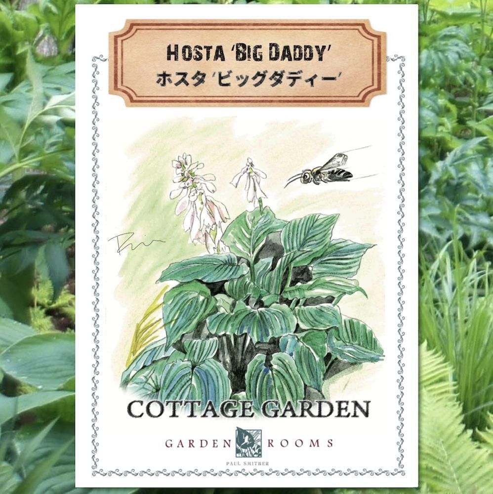 種 ホスタ ビッグダディー 実生 Garden Rooms ポール スミザー 自然の韻 うた が聞こえる庭づくり