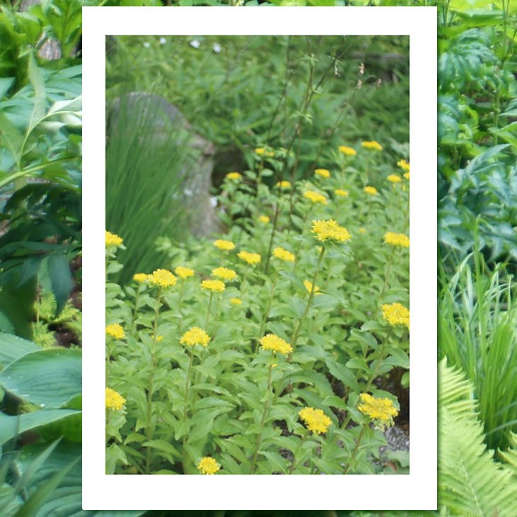 種 キリンソウ Garden Rooms ポール スミザー 自然の韻 うた が聞こえる庭づくり