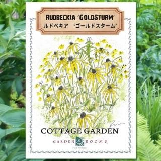種 ルドベキア ゴールドスターム Garden Rooms ポール スミザー 自然の韻 うた が聞こえる庭づくり 種 ルドベキア ゴールドスターム Garden Rooms ポール スミザー 自然の韻 うた が聞こえる庭づくり